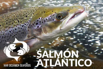 Salmón Atlántico
